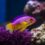The wonders of the underwater world: Sea creatures at the Alamosa Aquarium