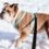 What Makes a No-Pull Dog Harness Effective?