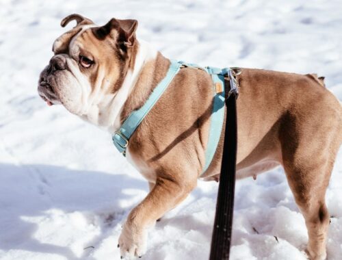 A dog wearing a comfortable no-pull harness while walking with its owner in a park, showcasing control and comfort.