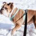 A dog wearing a comfortable no-pull harness while walking with its owner in a park, showcasing control and comfort.