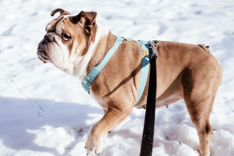 A dog wearing a comfortable no-pull harness while walking with its owner in a park, showcasing control and comfort.